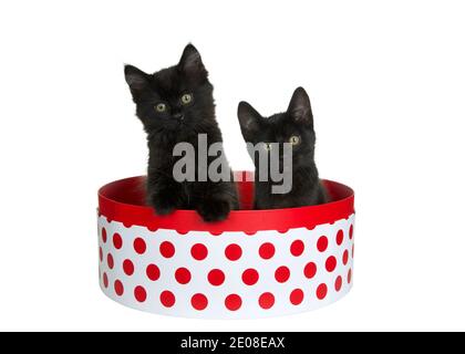 Two adorable black kittens sitting in a round white box with red polka dots, one with paw on side of box head stilted curiously looking directly at vi Stock Photo