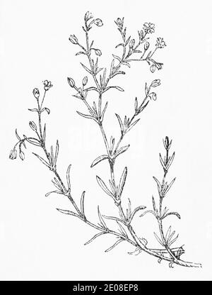 Old botanical illustration engraving of Sand Spurrey / Spergularia rubra. See Notes Stock Photo