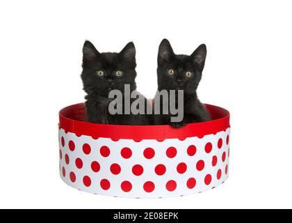 Two adorable black kittens sitting in a round white box with red polka dots, one with paw on side of box looking directly at viewer. Pink background. Stock Photo
