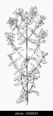 Old botanical illustration engraving of Perforate St Johns Wort / Hypericum perforatum. Traditional medicinal herbal plant. See Notes Stock Photo