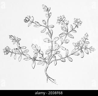 Old botanical illustration engraving of Trailing St. Johns Wort / Hypericum humifusum. See Notes Stock Photo