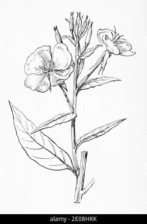 Old botanical illustration engraving of Evening Primrose / Oenothera biennis. Traditional medicinal herbal plant. See Notes Stock Photo