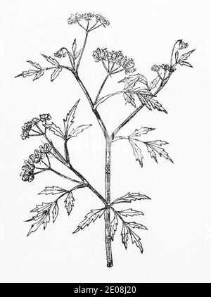 Old botanical illustration engraving of Field Hedge-Parsley / Torilis arvensis, Caucalis arvensis. Traditional medicinal herbal plant. See Notes Stock Photo