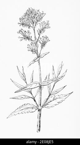 Old botanical illustration engraving of Red Valerian / Centranthus ruber. See Notes Stock Photo