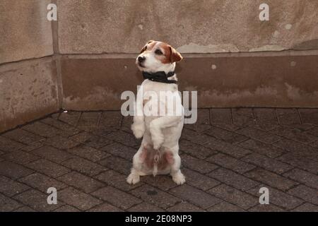 Uggie, the Jack Russell Terrier star of the film 'The Artist' does tricks for the press with his trainer Omar von Muller on the top of the Empire State Building in New York City, January 24, 2012. Photo by Elizabeth Pantaleo/ABACAPRESS.COM Stock Photo