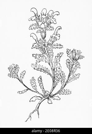 Old botanical illustration engraving of Pedicularis sylvatica / Lousewort. syn. Pedicularis gredensis & Pedicularis procumbens. See Notes Stock Photo