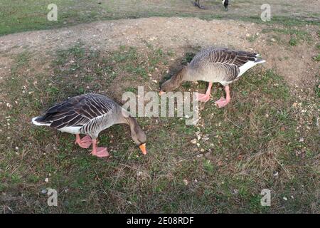 2 greylag geese grazing on a bank Stock Photo