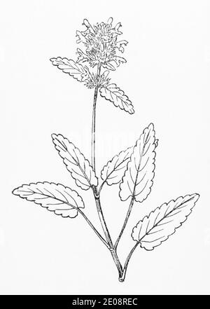 Old botanical illustration engraving of Wood Betony / Betonica officinalis, Stachys officinalis. Traditional medicinal herbal plant. See Notes. Stock Photo