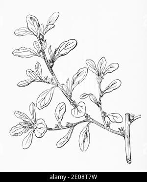 Old botanical illustration engraving of Amaranthus blitum / Shrubby seablite. See Notes Stock Photo