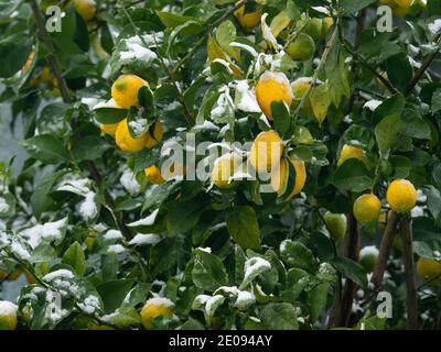 Group of organic yellow ripe lemon fruits on a tree branch covered with snow during winter Stock Photo