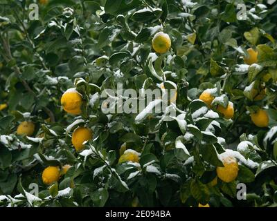 Group of organic yellow ripe lemon fruits on a tree branch covered with snow during winter Stock Photo
