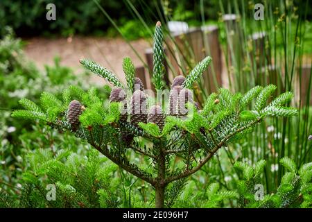 Young Pine tree with cones Stock Photo