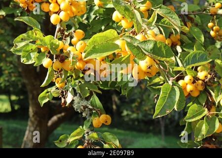 Yellow crab apples growing on a tree in autumn in a Devon village Stock Photo