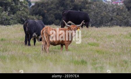 Cows on a Ranch Stock Photo