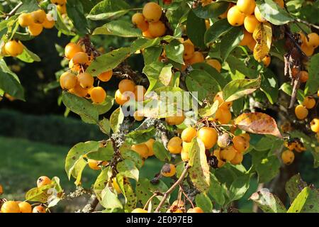 Yellow crab apples growing on a tree in autumn in a Devon village Stock Photo