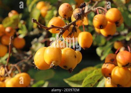 Yellow crab apples growing on a tree in autumn in a Devon village Stock Photo