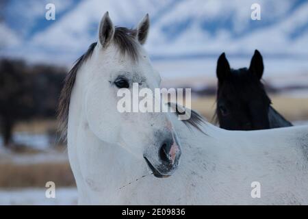 Horse in the Snow Stock Photo