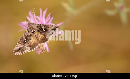 Beautiful Moth Stock Photo