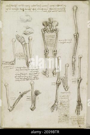 Leonardo da Vinci - Recto The bones of the arm and leg. Stock Photo