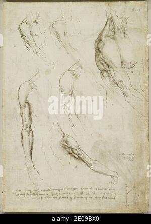 Leonardo da Vinci - Verso The muscles of the shoulder and arm, and the bones of the foot c.1510-11. Stock Photo