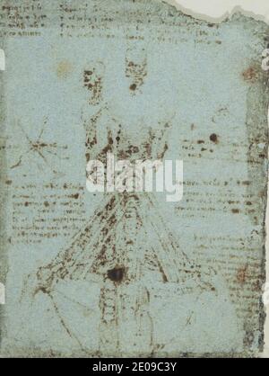 Leonardo Da Vinci Anatomy Neck 1515 Stock Photo Alamy leonardo-da-vinci-anatomy-neck-1515-stock-photo-alamy