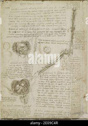 Leonardo da Vinci - The rotation of the arm, and the foetus in the womb c.1511. Stock Photo