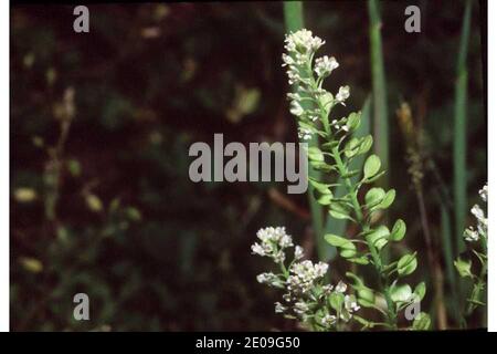 Lepidium virginicum. Stock Photo