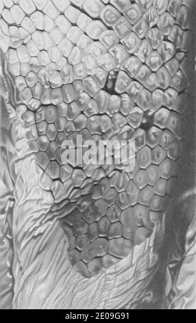 Lepidoteuthis grimaldii scales. Stock Photo