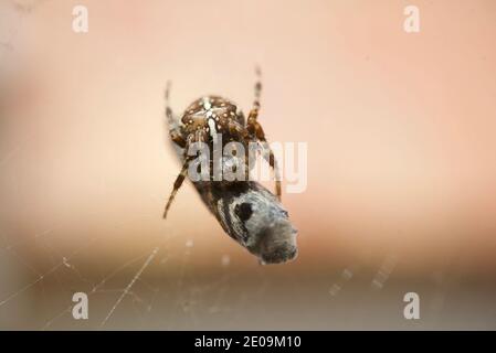 European garden spider wrapping a fly in its web, macro close up shot. A spider wrapping a fly in a silk web. Araneus diadematus. Crowned orb weaver. Stock Photo