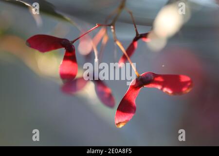 Maple Tree Red Samaras Seeds Stock Photo
