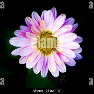 Enhanced Daisy Flower Up-Close Stock Photo