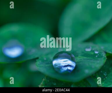 Water Drop World on Three Leaf Clover Stock Photo