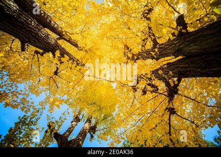 The yellow leaves of Ginkgo biloba on the branches of trees on an autumn day Stock Photo