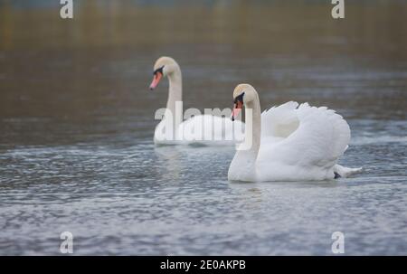 Graceful swans swimming on the river, in winter. Selective focus Stock Photo