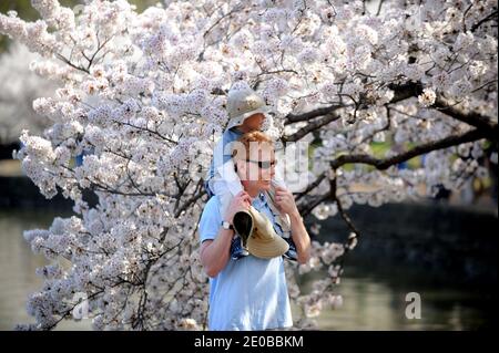 Cherry blossoms near Peak Bloom in Washington, DC, USA, on March 19, 2012. The festival is scheduled to run from March 20 to April 27, but the trees are expected to reach peak bloom in the next day or two, and the blossoms may be off the trees entirely by the time most tourists are normally expected to arrive. Photo by Olivier Douliery/ABACAPRESS.COM Stock Photo