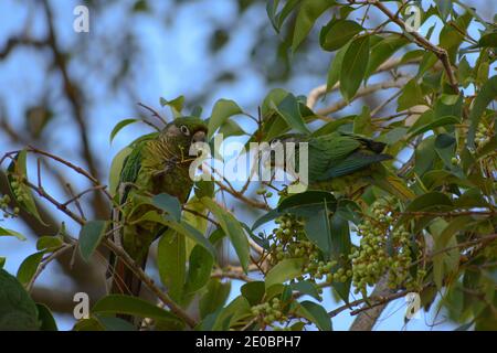 maroon-bellied parakeet (Pyrrhura frontalis), also reddish-bellied parakeet, maroon-bellied conure, reddish-bellied conure or brown-eared conure, feed Stock Photo