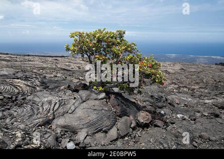 Single tree growing through crack in old lava flow. Big Island Hawaii Stock Photo