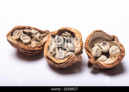 Three opened amomum villosum lour dried fruits on a white background close-up view Stock Photo