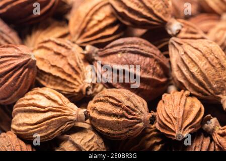 Heap of amomum villosum Lour dried fruit extreme close-up view Stock Photo