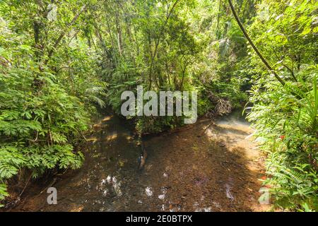 Mountain stream near Ngardmau Waterfall, in deep jngule of rain forest , Ngardmau, Island of Babeldaob, Palau, Micronesia, Oceania Stock Photo