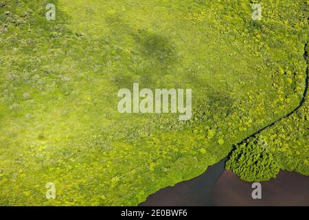 Aerial view of mangrove forest at shoreline, over southern area of Babeldaob island, Palau, Micronesia, Oceania Stock Photo