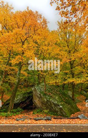 Panoramic view of peak fall foliage in Smugglers Notch, Vermont. Stock Photo