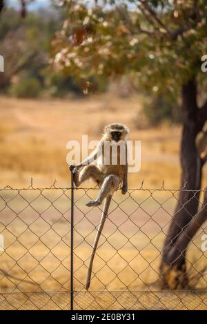 Close up photo of a vervet monkey hanging on a fence in South Africa Stock Photo