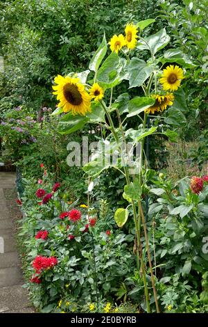 Garden sunflowers Stock Photo