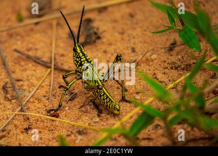 Horizontal close up photo of a locust grasshopper on the sand Stock Photo