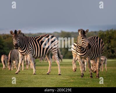 Horizontal photo of a couple of zebras running in a field in Africa