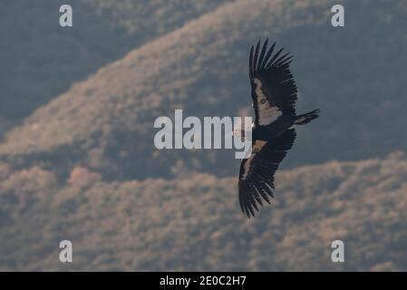 A California condor (Gymnogyps californianus) soaring, their wingspan is nearly 3 m wide making them one of the largest birds in the world. Stock Photo
