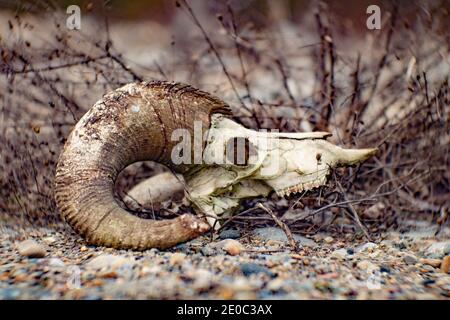 A bighorn sheep skull on a gravel bed in Troy, Montana. (Ovis canadensis)  Kingdom: Animalia Phylum: Chordata Class: Mammalia Order: Artiodactyla Fami Stock Photo