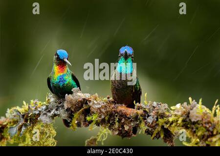 Glossy shiny tinny bird. Fiery-throated Hummingbird, Panterpe insignis, colourful bird sitting on branch. Mountain bright animal from Costa Rica. Red Stock Photo