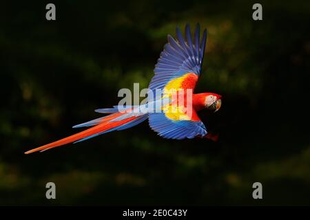 Pair of big Scarlet Macaws, Ara macao, two birds sitting on the branch, Brazil. Wildlife love scene from tropical forest nature. Two beautiful parrots Stock Photo